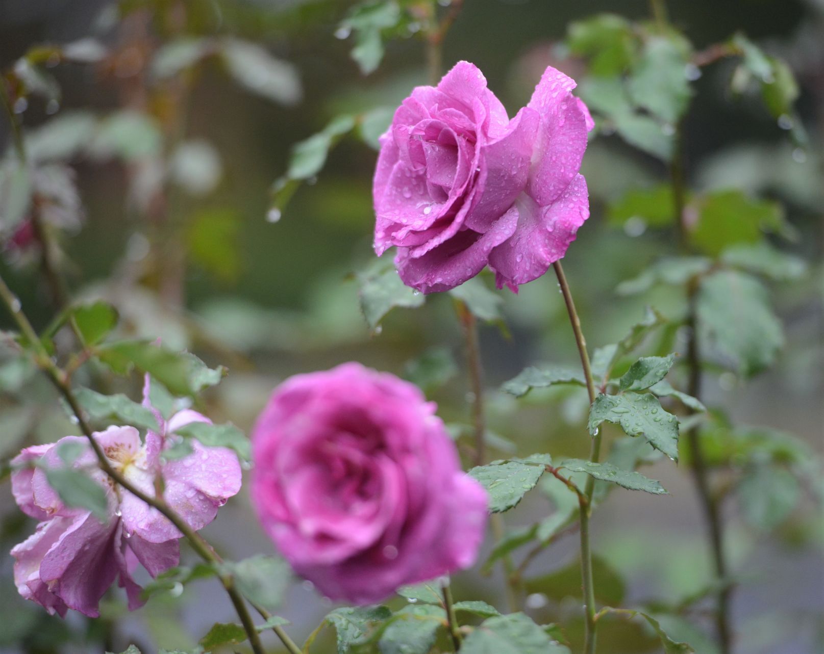 Flowers 2.jpg